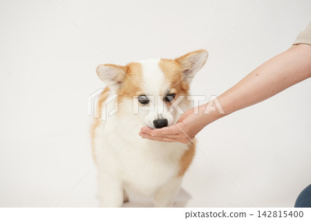 一隻威爾斯柯基犬從主人手中接過食物。 一隻威爾斯柯基犬從主人手中接過食物。 142815400