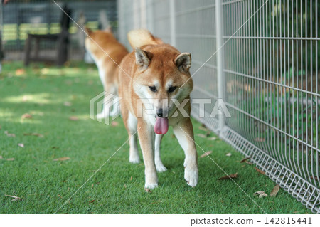 一隻柴犬端莊地站在狗舍的草地上。 一隻柴犬端莊地站在狗舍的草地上。 142815441