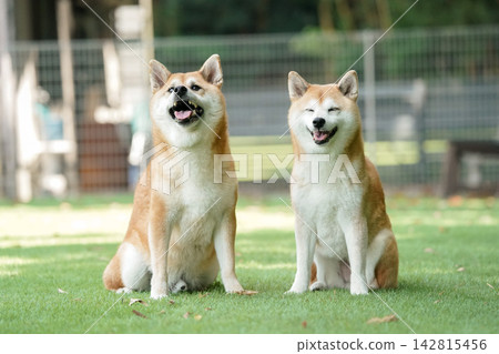 一隻柴犬端莊地站在狗舍的草地上。 142815456