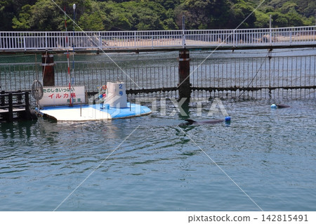 在伊勢志摩國立公園鳥羽灣海豚島的池子裡,海豚們正在嬉戲玩耍(三重縣鳥羽市) 在伊勢志摩國立公園鳥羽灣海豚島的池子裡,海豚們正在嬉戲玩耍(三重縣鳥羽市) 142815491
