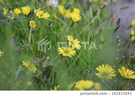 Yellow flowers of *Lactuca indica* (also known as *Lactuca indica*) blooming in the spring fields. Yellow flowers of *Lactuca indica* (also known as *Lactuca indica*) blooming in the spring fields. 142815641