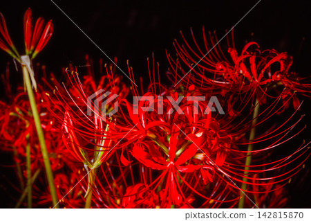 Vivid red spider lilies emerge from the darkness. Vivid red spider lilies emerge from the darkness. 142815870