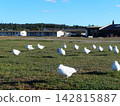 Seagulls in New Zealand 142815887