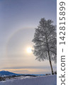 A fantastical solar halo and birch trees in a snowfield. 142815899