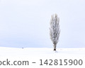 A single poplar tree stands in a white snowfield. 142815900