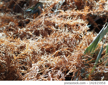 Withered kochia, a carpet of fallen metasequoia leaves, copy space, autumn carpet, background, feeling the season Withered kochia, a carpet of fallen metasequoia leaves, copy space, autumn carpet, background, feeling the season 142815958