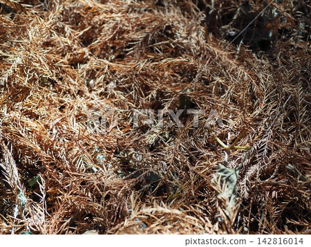 Withered kochia, a carpet of fallen metasequoia leaves, copy space, autumn carpet, background, feeling the season Withered kochia, a carpet of fallen metasequoia leaves, copy space, autumn carpet, background, feeling the season 142816014