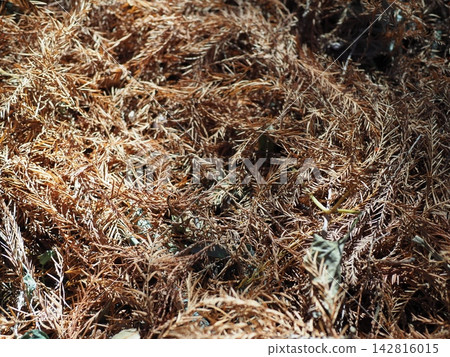 Withered kochia, a carpet of fallen metasequoia leaves, copy space, autumn carpet, background, feeling the season Withered kochia, a carpet of fallen metasequoia leaves, copy space, autumn carpet, background, feeling the season 142816015