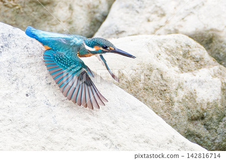 一隻擁有美麗翅膀的翠鳥 一隻擁有美麗翅膀的翠鳥 142816714