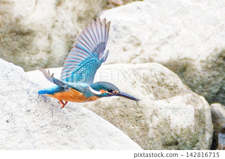 一隻雄性翠鳥試圖捕捉風力。 一隻雄性翠鳥試圖捕捉風力。 142816715