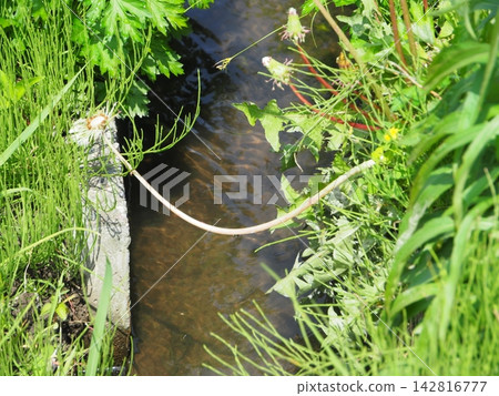 Aquatic plants floating on the water's surface; a stream scene; background; copy space. Aquatic plants floating on the water's surface; a stream scene; background; copy space. 142816777