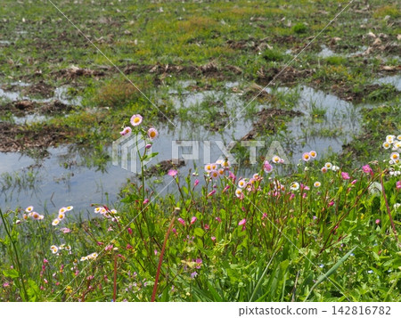 Aquatic plants floating on the water's surface; a stream scene; background; copy space. Aquatic plants floating on the water's surface; a stream scene; background; copy space. 142816782