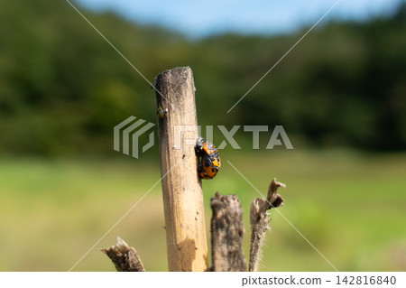 Ladybugs pupa Ladybugs pupa 142816840