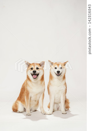 兩隻柴犬在白色背景前合照。 兩隻柴犬在白色背景前合照。 142816843