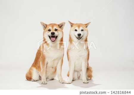 兩隻柴犬在白色背景前合照。 兩隻柴犬在白色背景前合照。 142816844