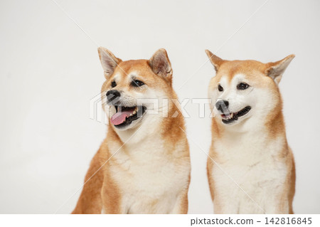 Two Shiba Inu dogs posing together against a white background. Two Shiba Inu dogs posing together against a white background. 142816845