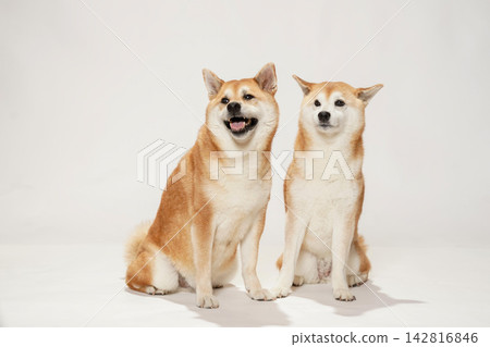 Two Shiba Inu dogs posing together against a white background. 142816846