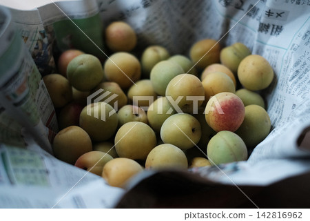 Plums before pickling Plums before pickling 142816962