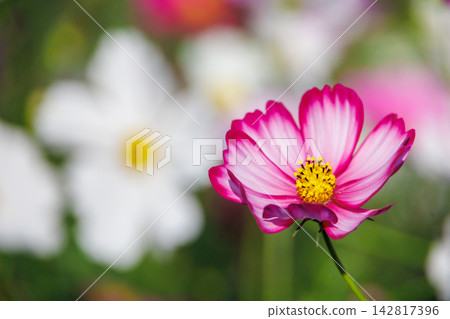 盛開的粉紅色波斯菊 盛開的粉紅色波斯菊 142817396