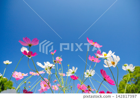 發光在藍天的波斯菊 142817397