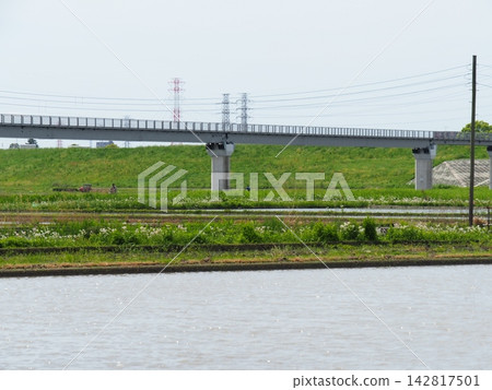 The sky reflected on the surface of the rice paddy water; copy space; background; peaceful scenery; rice paddy and me. The sky reflected on the surface of the rice paddy water; copy space; background; peaceful scenery; rice paddy and me. 142817501