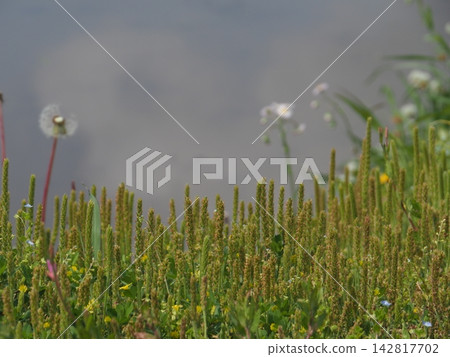 Weeds growing into the blue sky, the power of life, copy space, background, the power of young leaves Weeds growing into the blue sky, the power of life, copy space, background, the power of young leaves 142817702