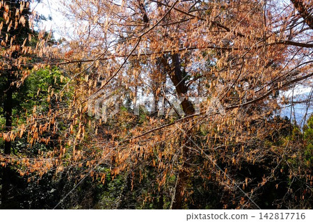[神奈川縣] 散花鵝耳櫪的花穗 142817716
