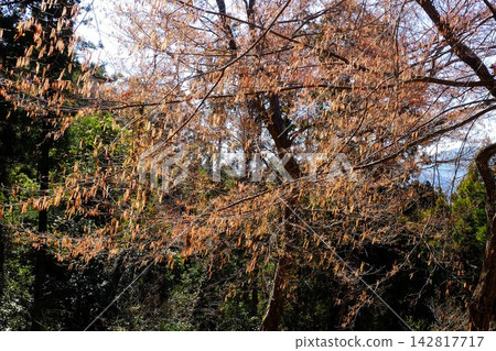 [神奈川縣] 散花鵝耳櫪的花穗 142817717