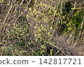 [Kanagawa Prefecture] The flowers of the Japanese quince (Kibushi) herald the arrival of spring. 142817721