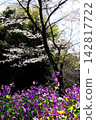 [Kanagawa Prefecture] A landscape with cherry blossoms and Chinese parsley shining in the morning sun. 142817722