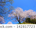 [Kanagawa Prefecture] Cherry blossoms in full bloom against a blue sky 142817723