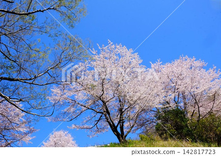 [Kanagawa Prefecture] Cherry blossoms in full bloom against a blue sky 142817723