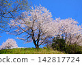 [Kanagawa Prefecture] Somei Yoshino cherry blossoms in full bloom, shining brightly against the blue sky. 142817724