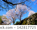 [Kanagawa Prefecture] Somei Yoshino cherry blossoms in full bloom on the riverbank 142817725