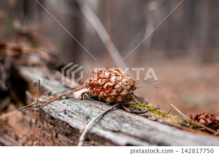 Pine cone positioned on an aged log in a forest, surrounded by blurred trees and earthy tones, creating a natural woodland scene Pine cone positioned on an aged log in a forest, surrounded by blurred trees and earthy tones, creating a natural woodland scene 142817750