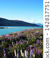 Lupines in full bloom at Lake Tekapo 142817751