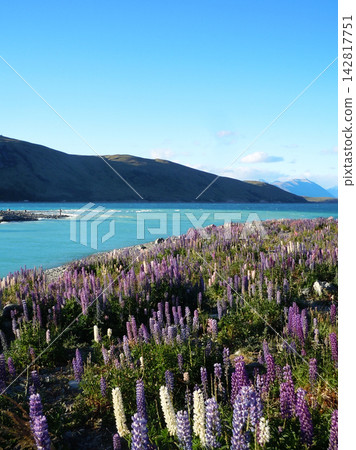 Lupines in full bloom at Lake Tekapo Lupines in full bloom at Lake Tekapo 142817751