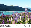 Lupines in full bloom at Lake Tekapo 142817753