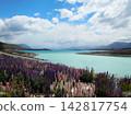 Lupines in full bloom at Lake Tekapo 142817754