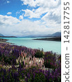 Lupines in full bloom at Lake Tekapo 142817755