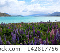 Lupines in full bloom at Lake Tekapo 142817756