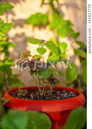 Basil plant in a red pot features vibrant green leaves, illuminated by sunlight, with additional greenery visible in the garden background Basil plant in a red pot features vibrant green leaves, illuminated by sunlight, with additional greenery visible in the garden background 142817778