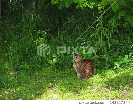A cat gazing intently; a cat standing amidst greenery; copy space; background; a moment of relaxation; a rewarding time to be soothed by a cat. A cat gazing intently; a cat standing amidst greenery; copy space; background; a moment of relaxation; a rewarding time to be soothed by a cat. 142817844