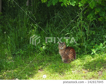 A cat gazing intently; a cat standing amidst greenery; copy space; background; a moment of relaxation; a rewarding time to be soothed by a cat. A cat gazing intently; a cat standing amidst greenery; copy space; background; a moment of relaxation; a rewarding time to be soothed by a cat. 142817845