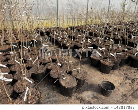 Rows of young plants in black pots are arranged in a greenhouse, with soil visible and labels attached to each plant, illuminated by natural light 142817882