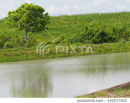 A wetland reflected in a wetland. Copy space. Background. Healing. A wetland reflected in a wetland. Copy space. Background. Healing. 142817920