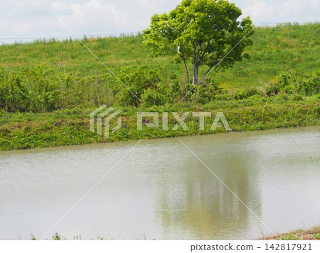 A wetland reflected in a wetland. Copy space. Background. Healing. A wetland reflected in a wetland. Copy space. Background. Healing. 142817921
