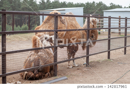 Two Bactrian camels are resting beside a fence on a farm, with metal sheds and trees visible in the background Two Bactrian camels are resting beside a fence on a farm, with metal sheds and trees visible in the background 142817961