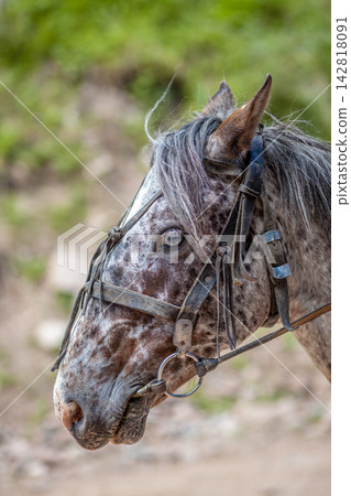 Close-up view of a speckled gray horse wearing a bridle, highlighting its unique features against a blurred natural background Close-up view of a speckled gray horse wearing a bridle, highlighting its unique features against a blurred natural background 142818091