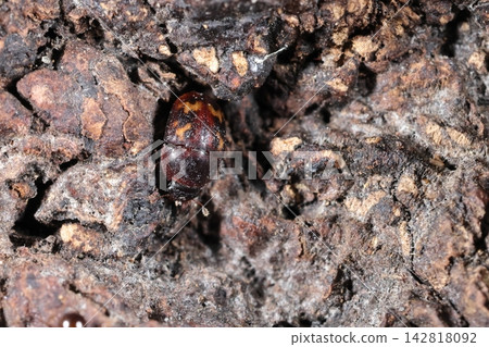 Living creatures: Insects - *Namimonkokeshikisui*, a small beetle that gathers on tree sap. A magnifying glass is needed to observe it. 142818092